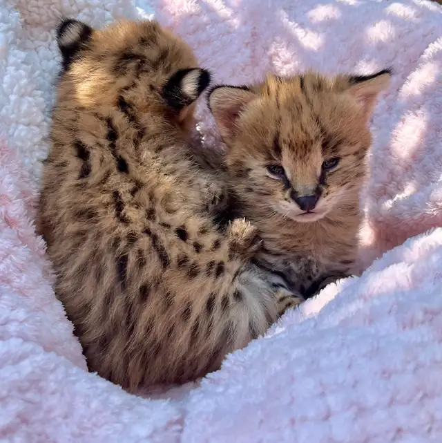 Serval Kittens Available !  in Cats & Kittens for Rehoming in City of Montréal - Image 4
