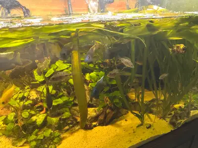 Africa cichlids , View more