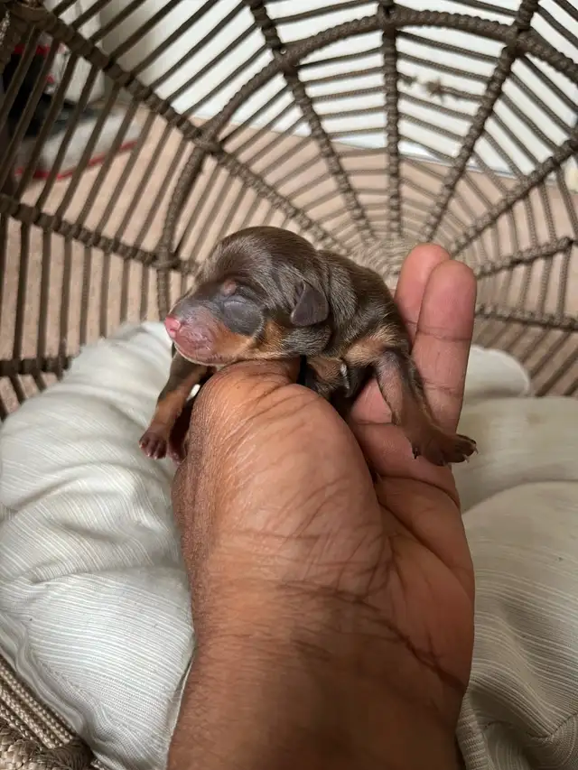 Miniature Pinscher puppies in Dogs & Puppies for Rehoming in Mississauga / Peel Region - Image 4
