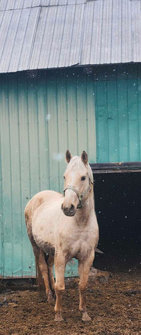 Jument quarterhorse palomino 