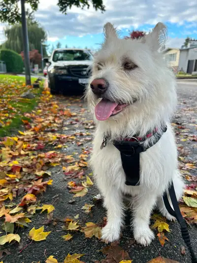 Meet Fergus ❤️ Active Jindo/Sapsali Mix Looking for the Right Home Fergus is a Jindo/Sapsali mix bor...