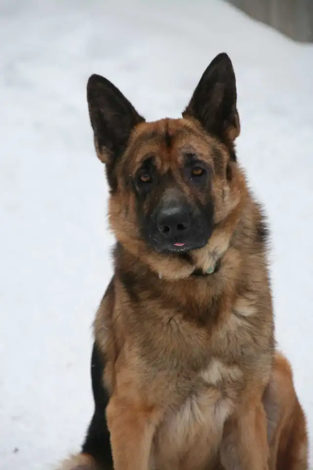 Puppies german shepherd/ Chiots berger allemand in Dogs & Puppies for Rehoming in Moncton - Image 4