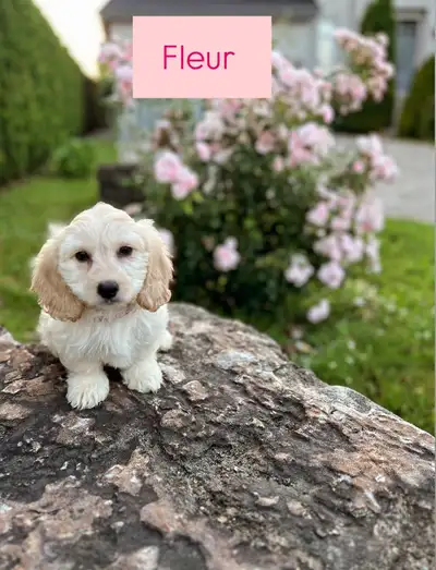 ❤Petite Femelle Cockapoo ❤, View more