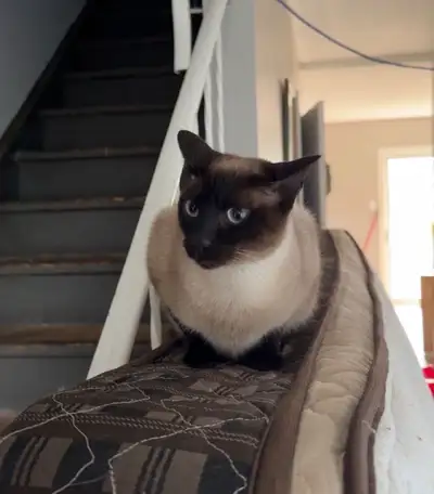  siamese cat F spayed, View more