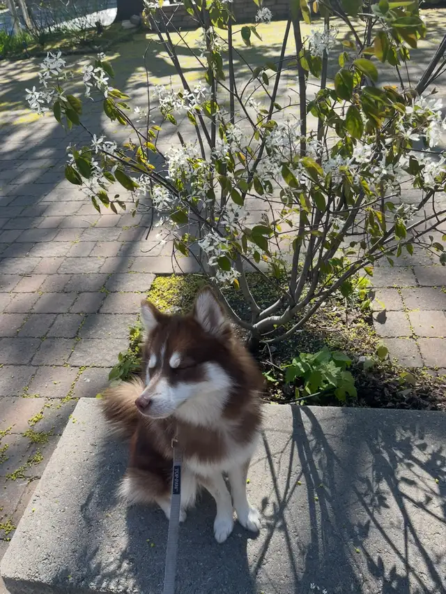 Pomsky puppy rehoming in Dogs & Puppies for Rehoming in City of Toronto - Image 11