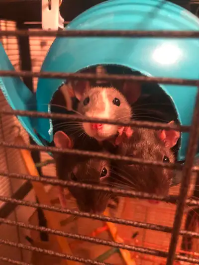 3 Female Rats (1.5 years old), View more