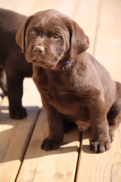 * 1 Male available * * 1 Female available * Multi-titled bloodlines with proven hunting pedigrees. T...
