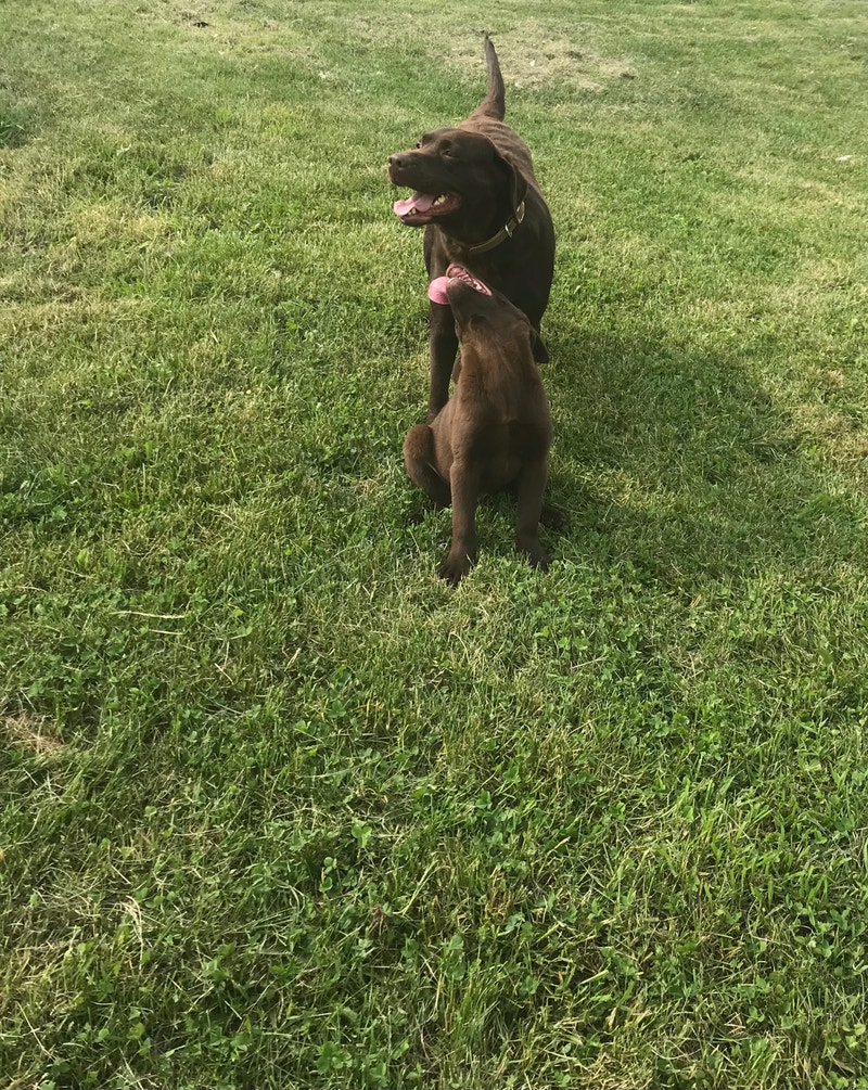 Mâle labrador Chiens et chiots à adopter Ouest de l’Île Kijiji