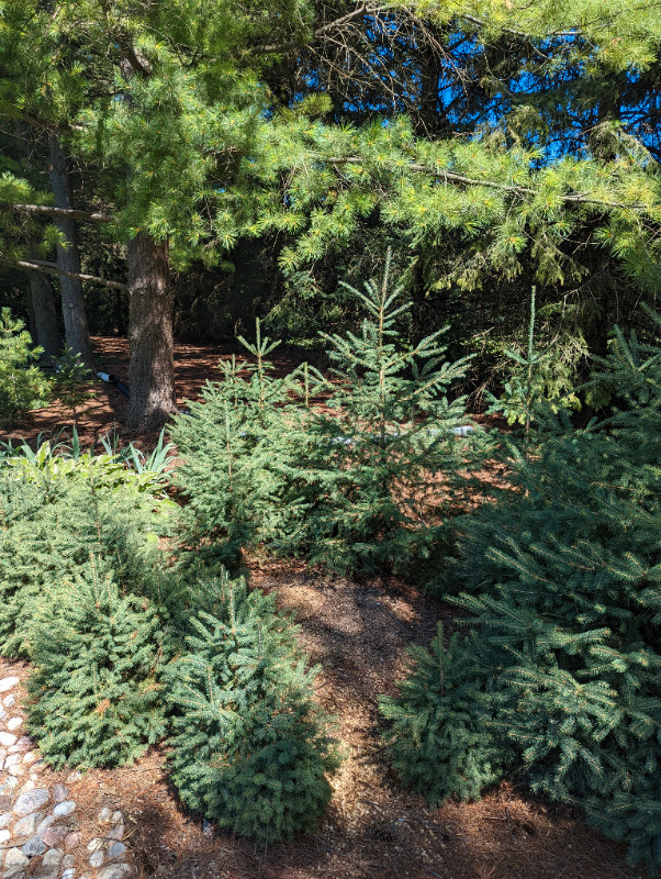 Spruce Trees in Plants, Fertilizer & Soil in Guelph - Image 2