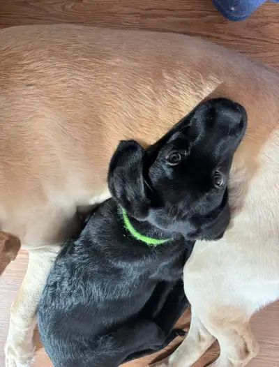 ✨Lab Puppies✨, View more