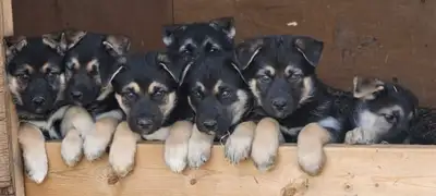 We have 2 males and 3 females looking for a home! The mother is a Purebred German Shepherd and we be...