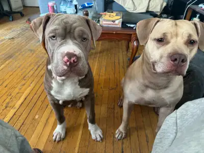 Dog for sale , View more