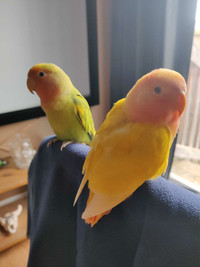Lovebird babies / juveniles for sale