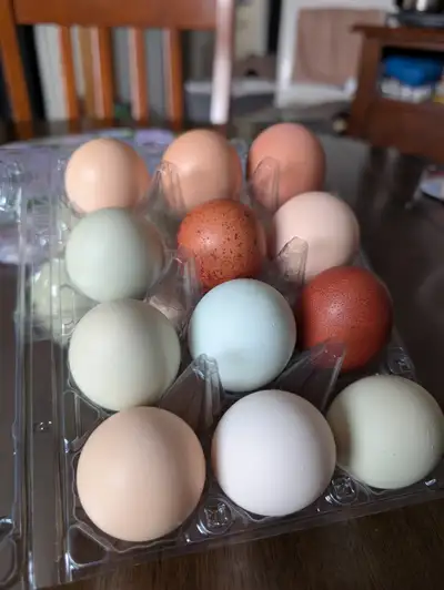 Rainbow hatching eggs now Available. We have a mixed flock of Crested Legbars, Americaunas, Black Co...