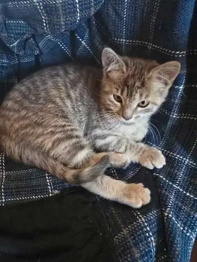 One Kitten, View more