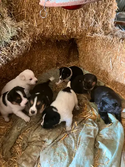 Puppies for sale, View more