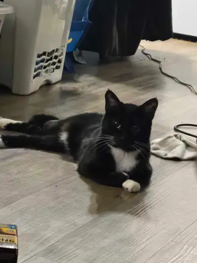 pet sitting , View more