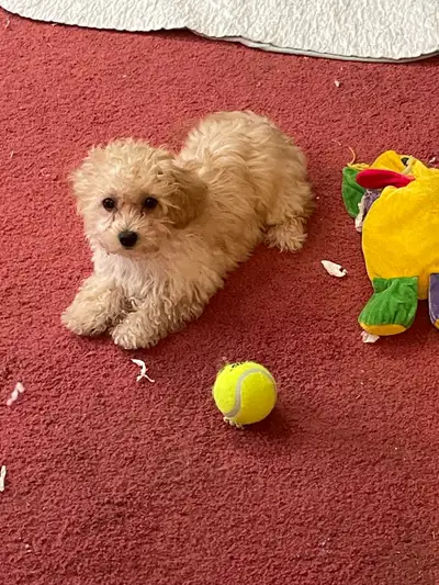 Female Toy Poodle Puppies, View more