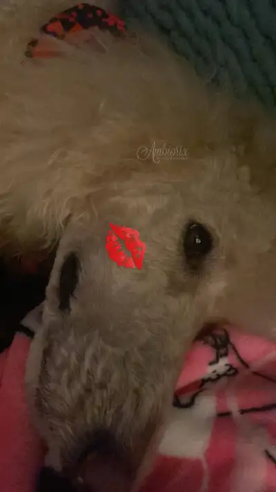 1.5 year old standard poodle, View more