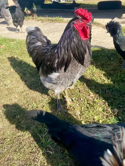 Rare Rooster -Ayam Cemani/blue Easter egger cross, View more