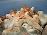 Variety of Chicks available
