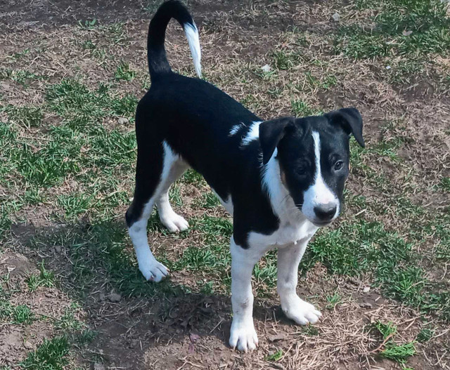 Boston Terrier mix Karelian Bear Dog dans Chiens et chiots à adopter  à Ville de Montréal