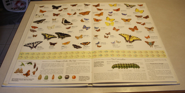 Butterfly Wall Chart Book - Life Size Colored Pictures in Non-fiction in Saint John - Image 4