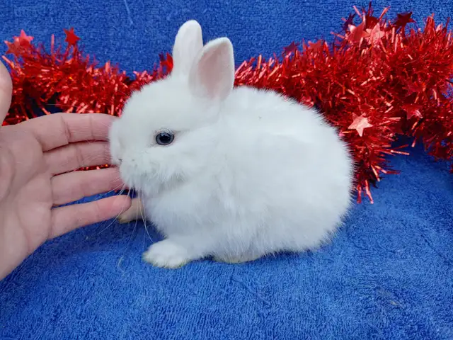 EXTRAORDINARY FUZZY CHINCHILLA NETHERLAND DWARF BUNNY RABBIT in Small Animals for Rehoming in City of Toronto - Image 11