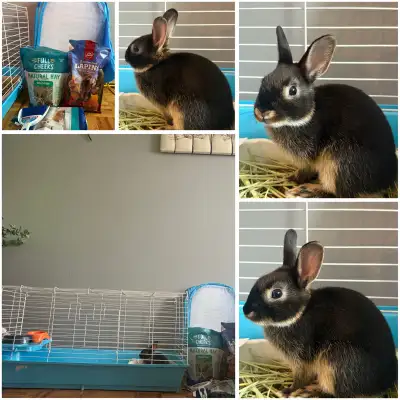 Netherland Dwarf Bunny + Full Setup Rehome ASAP, View more