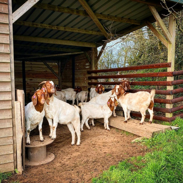 Great Quality Boer Goats For Breeding and Commercial in Other in Belleville - Image 4