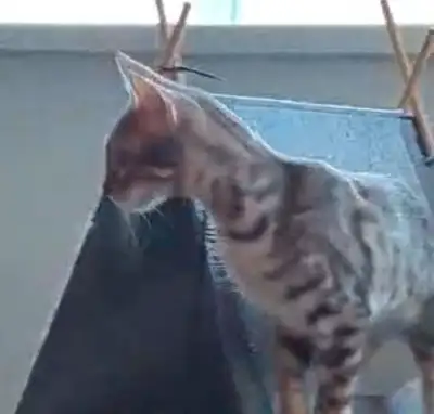 2 magnifiques bengals. Une bleue et un bleu charcoal. Ils sont enregistrés, vaccinés, vermifugés et...