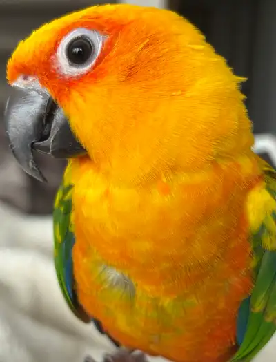 conure Sunday tout équiper, View more