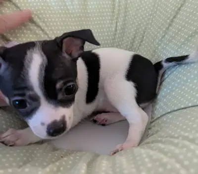 Chihuahua Puppies, View more