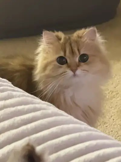 Looking for a loving home for two British Longhair cats , View more