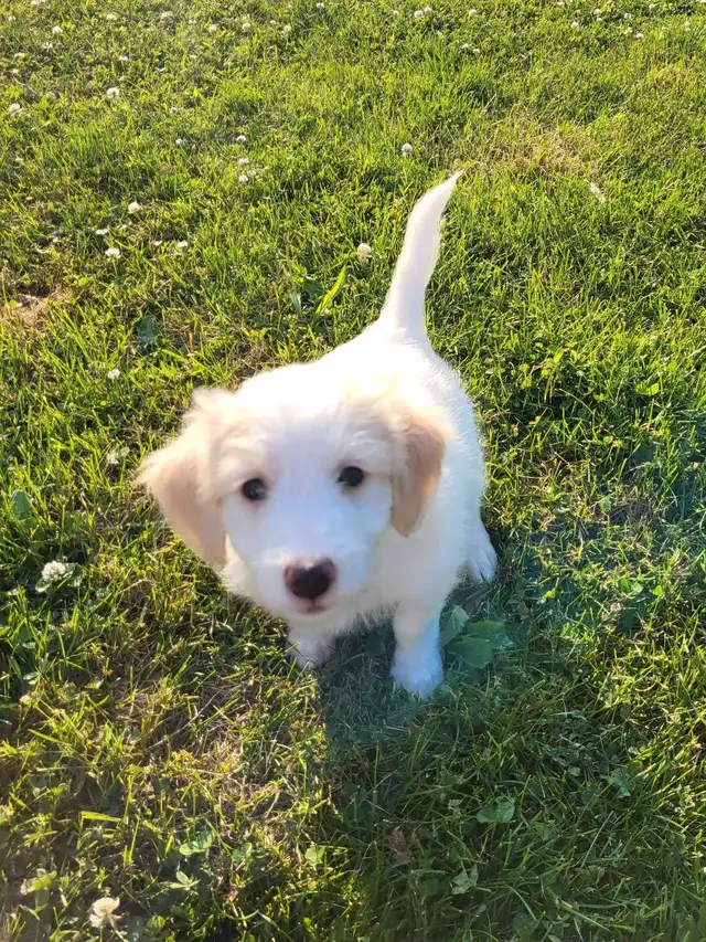 Labradoodle x Bordercollie puppies in Dogs & Puppies for Rehoming in St. Catharines - Image 5
