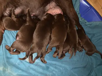 Pure bred lab puppies for sale!, View more