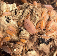 Isopodes/ Cloportes Powder Orange Porcelliomides pruinosus