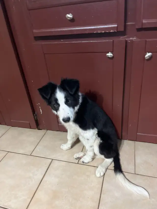 Jeune femelle border collie in Dogs & Puppies for Rehoming in Laval / North Shore - Image 3