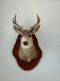 Taxidermie- real animal mount 