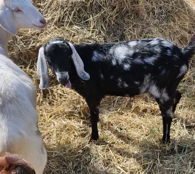 Late born buckling ready to go for breeding papers are in order clean herd.