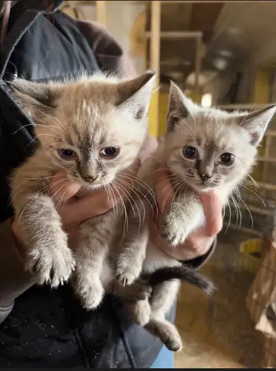 Siamese Kittens, View more