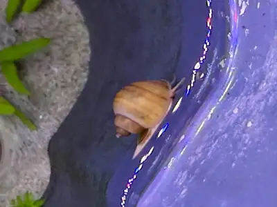 Golden Mystery Snails (Aquarium!), View more