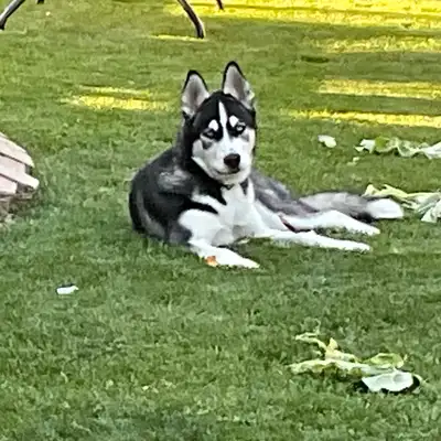 Husky puppy for sale, View more