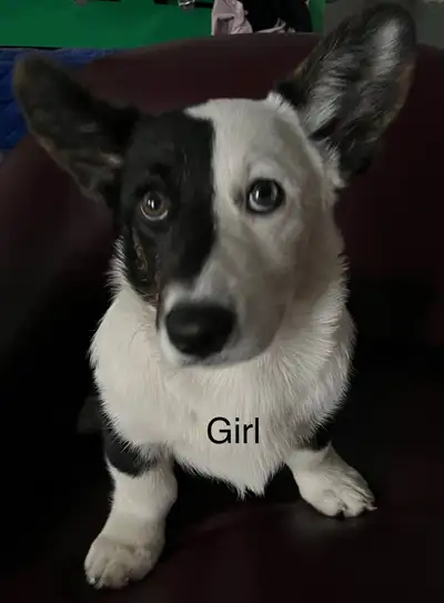 Cardigan Welsh Corgi Puppies, View more