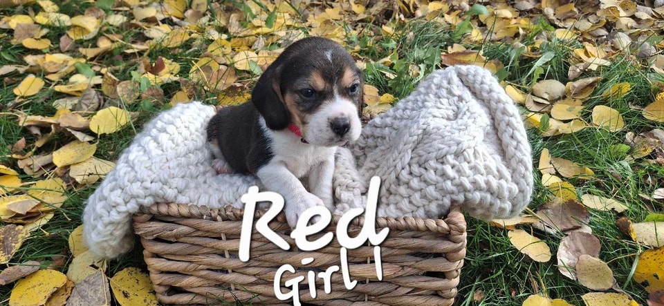 Beagle puppies for sale | Dogs & Puppies for Rehoming | Winnipeg | Free ...