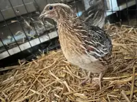 Male quail for sale