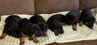 German shepherd puppies $1800