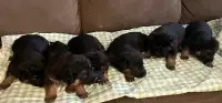 German shepherd puppies $1050