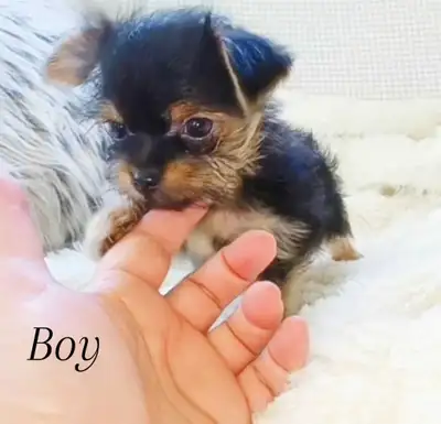 Tiny Tea Yorkies with a Touch of Mini Pug!, View more