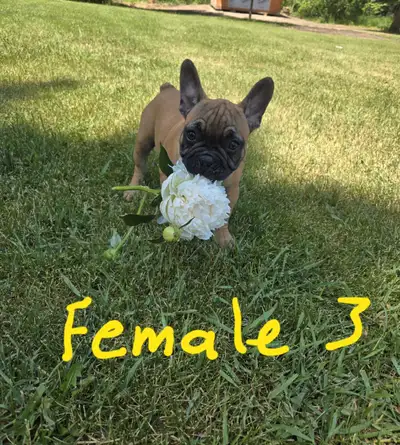 Frenchton Puppies, View more